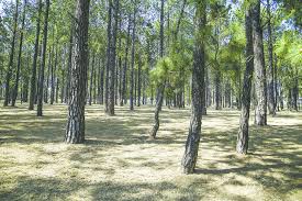 this is an image of the bryanston tree forest, popular with photography